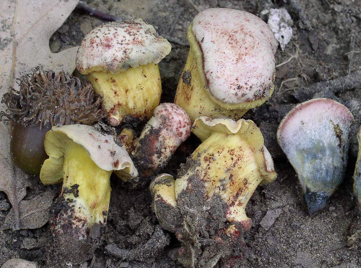 Boleti di giornata  5/10/04